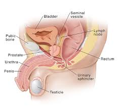 Covering the glans is the foreskin (prepuce). Prostate Anatomy