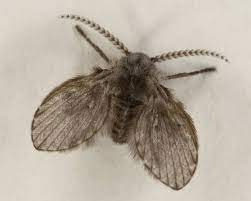 Drain Flies Moths Signs Of Household