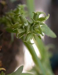 Valerianella echinata - Wikispecies