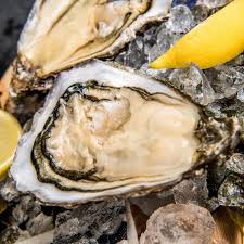 our oysters woodstown bay sfish ltd