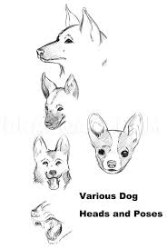 How to draw a dog. How To Draw A Realistic Dog Draw Real Dog Step By Step Drawing Guide By Dawn Dragoart Com