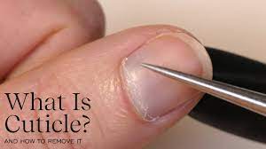 what is cuticle you