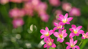 pink flowers bokeh pink flowers