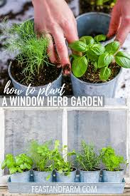 how to plant a window herb garden