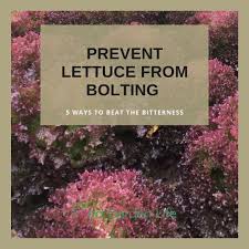 prevent lettuce from bolting 5 ways to