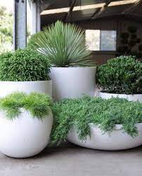 Potted Plants Outdoor