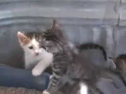 Cats meowing life channel sharing new funniest and very cute compilation of the day about try not laugh funny cats and dogs life video. Adorable Hungry Baby Kitten Youtube Baby Kittens Kittens Cat Gif