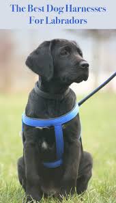 Harnesses For Labrador Retrievers