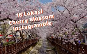 Musim bunga sakura di jepun dan korea faizal fredley sumber www.faizalfredley.com. Ingin Foto Dengan Pemandangan Sakura Yang Indah Cari Tahu 18 Lokasi Instagramable Ini Klook Blog