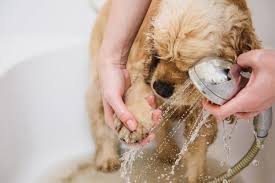 how to treat your dog s dry flaky skin