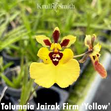 tolumnia jairak firm yellow