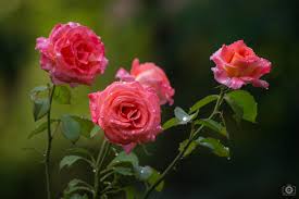 beautiful roses with dew drops