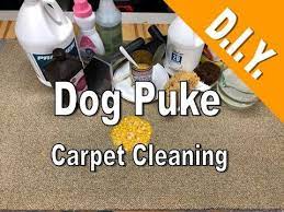 clean up dog throw up off carpet