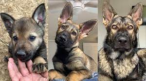 Why buy a german shepherd dog puppy for sale if you can adopt and save a life? Jade The Sable Gsd German Shepherd Puppy Growing Up 6 Weeks 10 Months Facebook