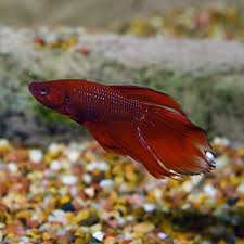 Alibaba.com offers 828 male betta fish products. Betta Male Tropical Fish For Freshwater Aquariums