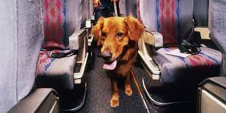 traveling with an emotional support dog