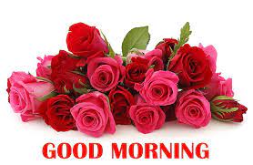good morning rose flowers bunch hd