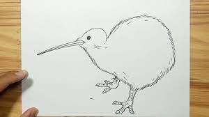 how to draw kiwi bird you