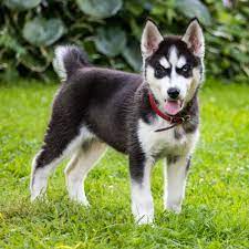 miniature husky puppies