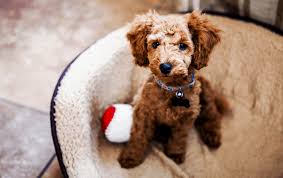 toy poodle in singapore how to care