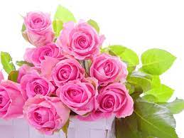 free pink rose wallpapers hd