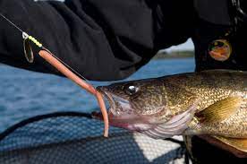 Boat More Walleye With Artificial Worms