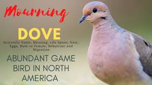 mourning dove scientific name meaning