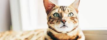 This photo montage also you can tell if a cat is getting older if you start to see black spots on their lips. The Bengal Cat Wild Or Mild Life Cats