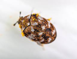 carpet beetle how to identify and get