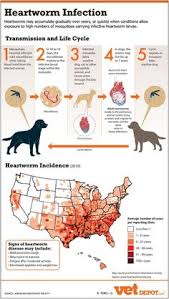 10 Best Heartworm Disease Images In 2019 Dogs Pet Health