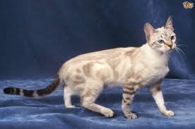 Start date jul 10, 2007. Bengal Cat Colours And Coat Types Pets4homes