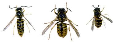 Wasp Identification Costa Blanca Spain By Pests R Us Costa