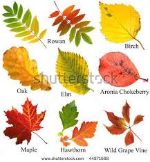 Pin By Ayush Gupta On Leaf Images Leaves Name Leaves
