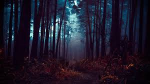 Forest Wallpaper 4k Fog Morning Dark