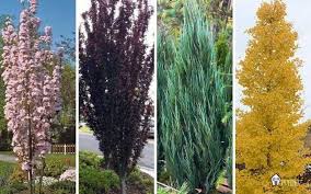 narrow trees for small yards that pack