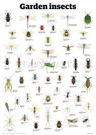 Garden Insect Identification Chart If You Know The Right
