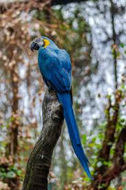 free stock photo of blue throated macaw