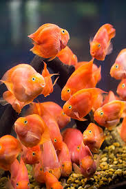 blood parrot fish background images hd
