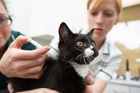 Initial kitten vaccination (at or under 16 weeks). Immunization Awareness Month Focus On Cat Vaccines Figo Pet Insurance