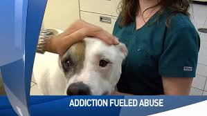 How you can help a dog die naturally. Reports Of People Hurting Pets To Get Pain Killers On The Rise Wwmt