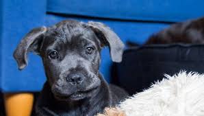 Finding Cane Corso Puppies For Sale Cane Corso Breeders Directory Your Mastiff