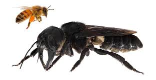 The Worlds Largest Bee Rediscovered After 38 Years Natural