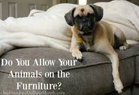 Allow Your Animals On The Furniture