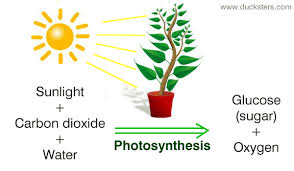 Biology For Kids Photosynthesis