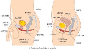 pelvic floor physiotherapy what is it