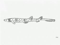 carpet sharks orectolobiformes