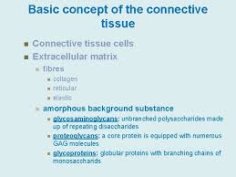 Connective tissues connect, support, and bind body structures together. Connective Tissue Fibres And Types Of The Connective