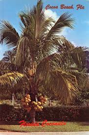 florida coconuts at cocoa beach