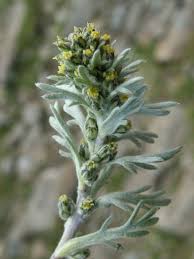 Artemisia genipi - Wikipedia, la enciclopedia libre