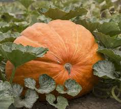 Want To Grow A Truly Giant Pumpkin Heres How Oregonlive Com